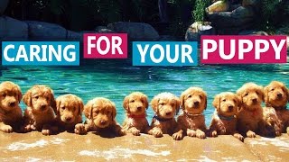 How to Take Care of a Puppy | Dr Lisa’s Tips for Families with Children